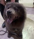 Chow Chow Hündin Rosi 